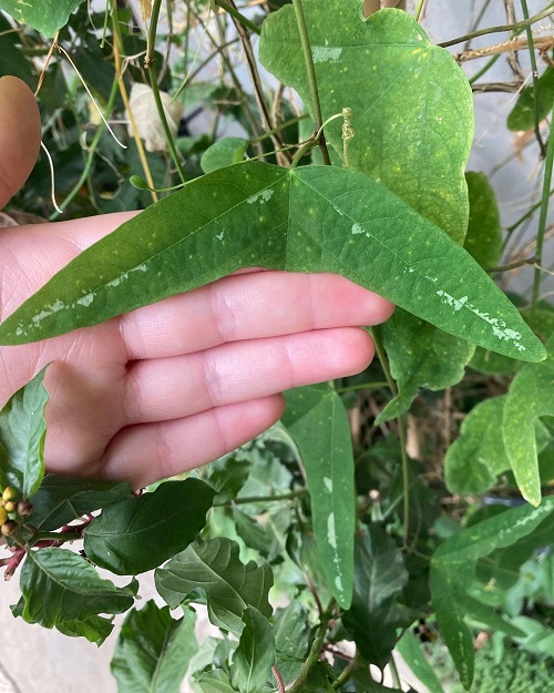 Passiflora Colinvauxii 3