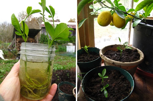 Oranges in Pots 2