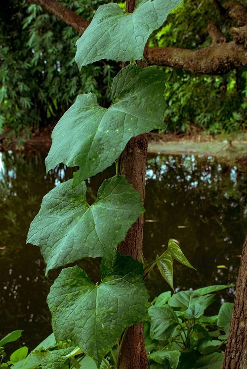 What Does a Pumpkin Plant Look Like 2