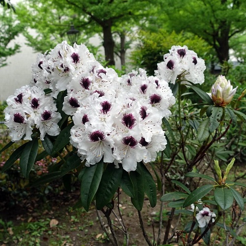 Black and White Flowers 9