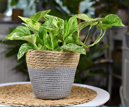 How Long Does a Pothos Plant Live 3