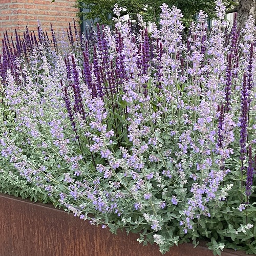 Russian Sage Vs. Lavender 2