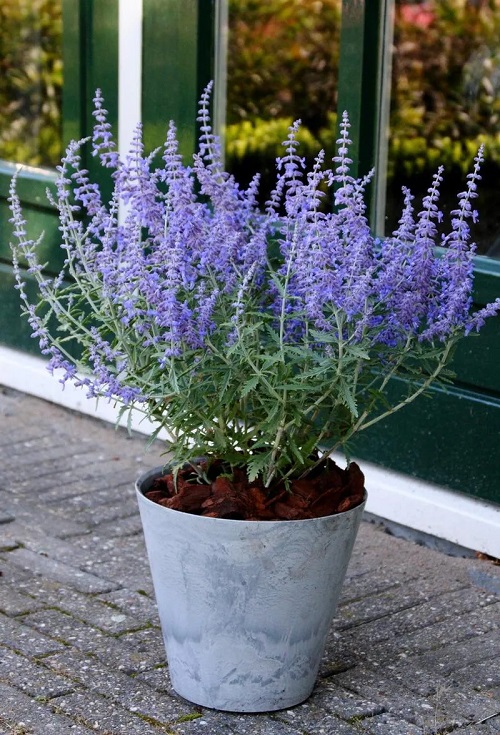 Russian Sage Vs. Lavender