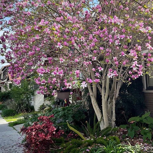 Pink Flowering Trees in Florida 9