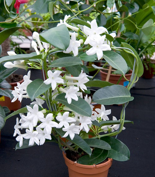 Best White Hawaiian Flowers 3