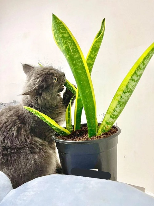 Are Snake Plants Toxic to Cats