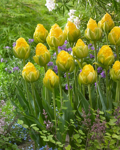 Best Yellow Tulip Varieties 13