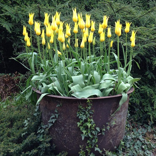 Best Yellow Tulip Varieties 