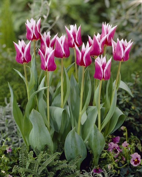 Best Spring Flowers 3