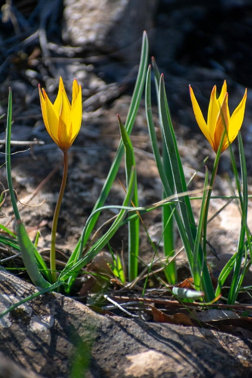 Best Yellow Tulip Varieties 4