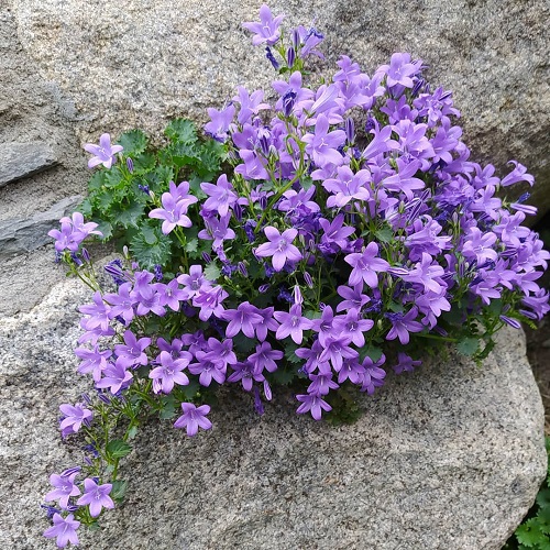 Best Rock Garden Plants 43