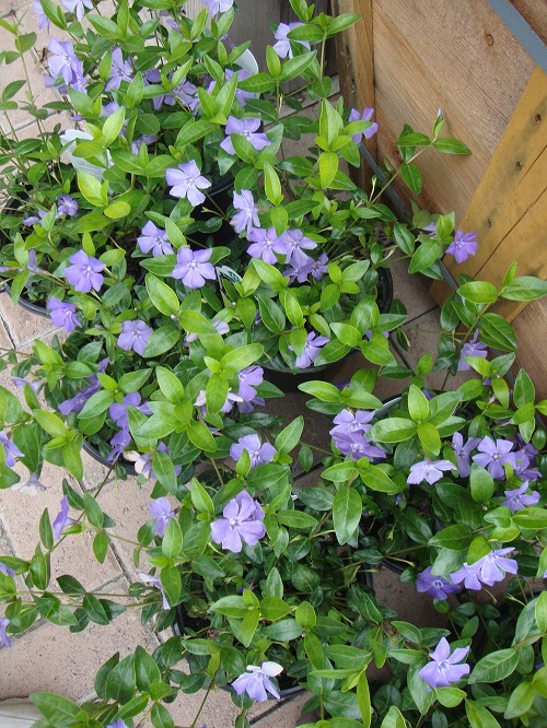 Best Types of Vincas 18