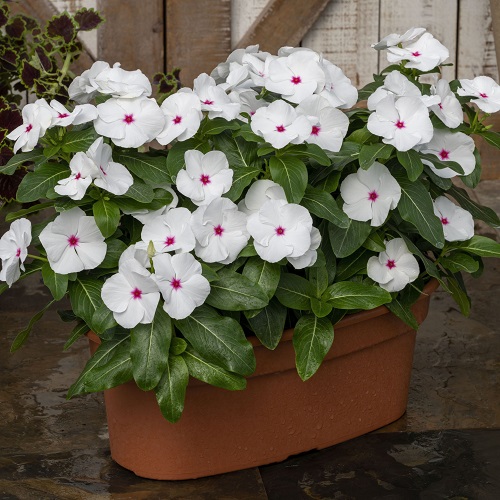 Best Types of Vincas 29