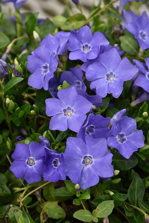 Best Types of Vincas 39