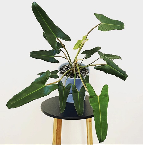 Philodendron Atabapoense vs. Billietiae