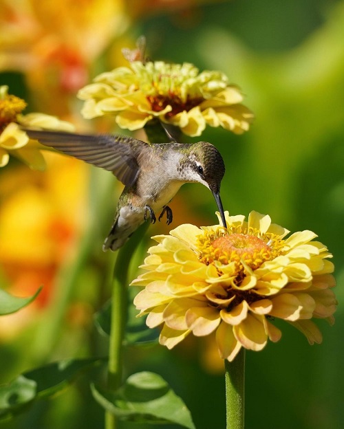 Best Yellow Hummingbird Plants 32