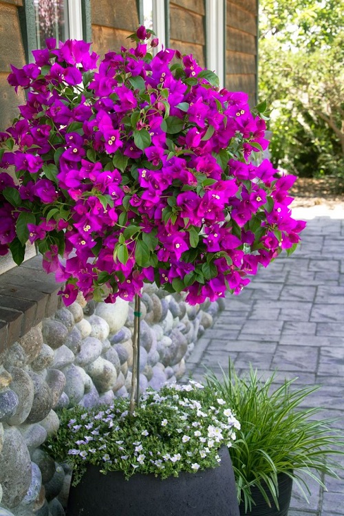 Growing Bougainvillea in Pots 2