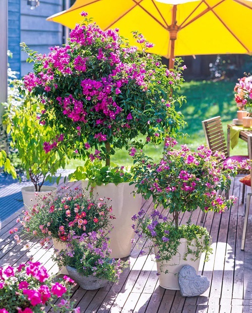 Growing Bougainvillea in Pots