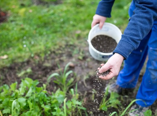 Blood Meal Uses for Plants 10