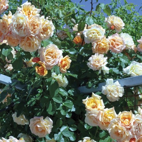 42 Best White Garden Roses Varieties 8