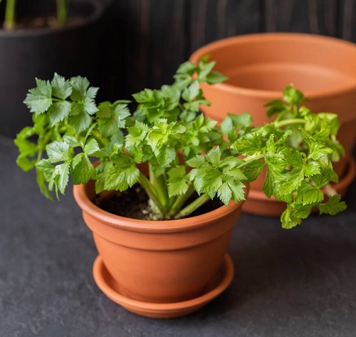 Growing Celery in Containers 45