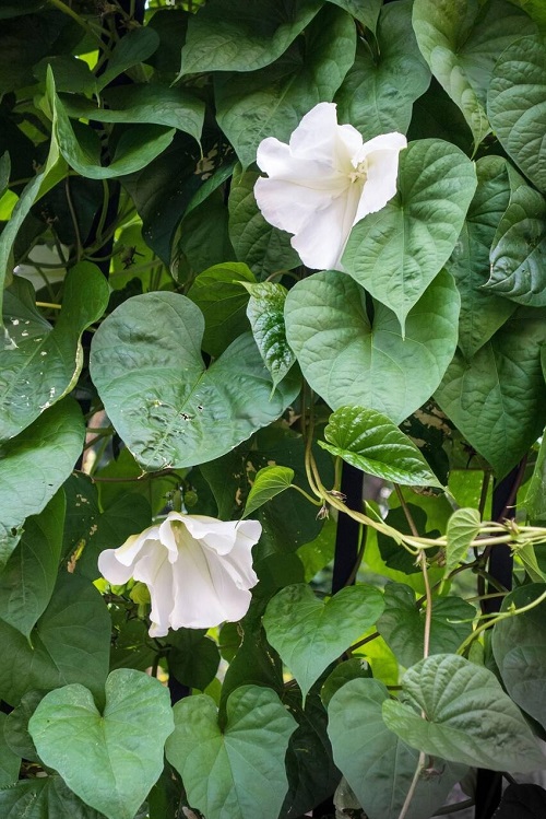 Flowers with White Bells 20