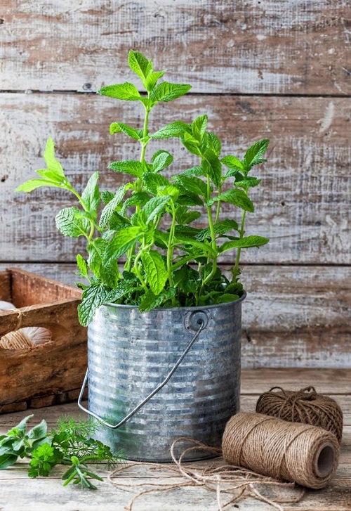 Growing Mint Indoors