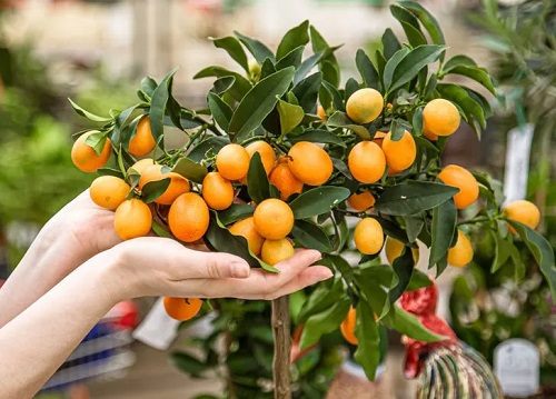 Orange Tree Care in Winter