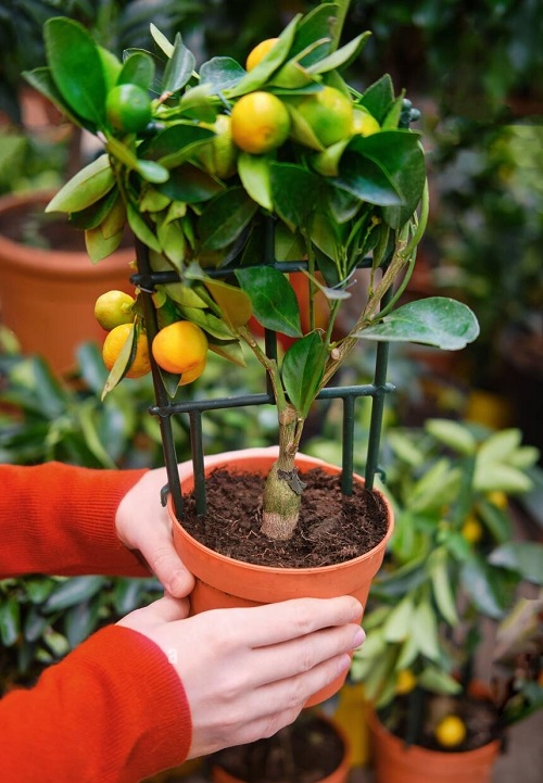 Orange Tree Care