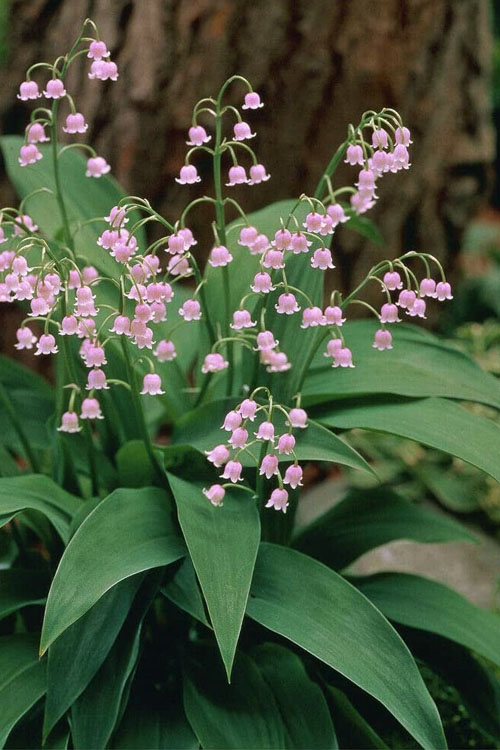 Best Pink and White Flowers 