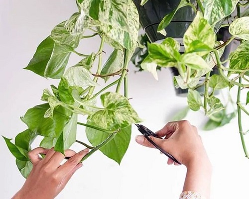 How Long Does a Pothos Plant Live 8