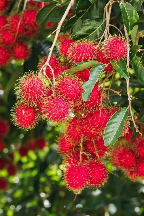 Growing Rambutan 2