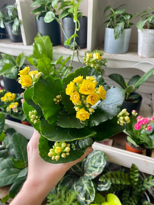 Succulent With Petal-Like Leaves