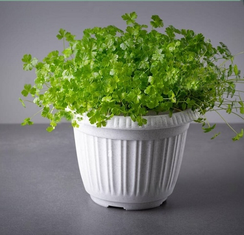 Growing Celery in Containers