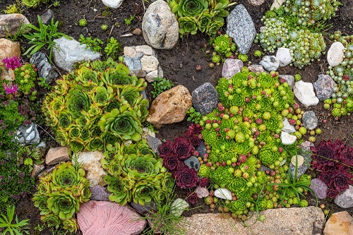 Best Rock Garden Plants