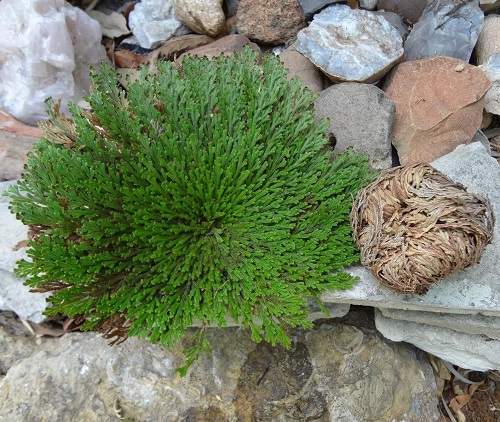 Rose of Jericho Plant