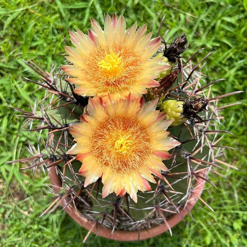 Yellow Flowering Cactus