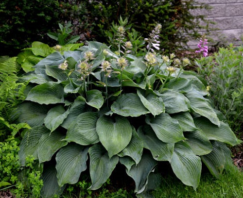 Best Purple Hostas