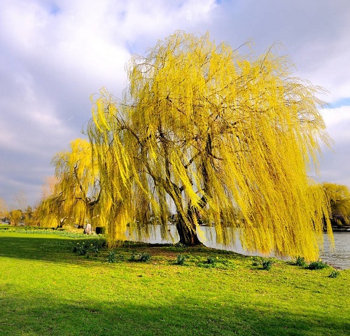 Best Types of Pussy Willow