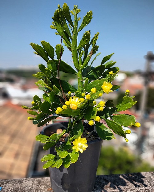 Yellow Flowering Cactus 39