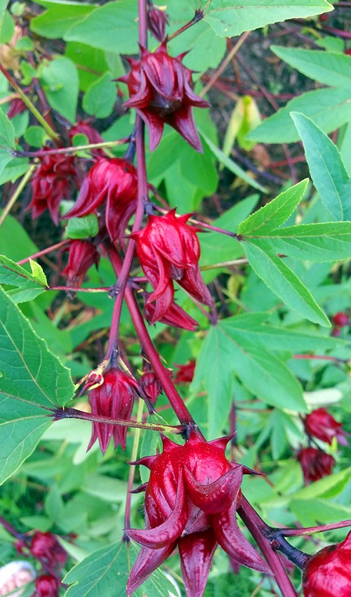 Hibiscus sabdariffa 2