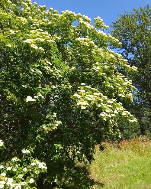 Different Types of Dogwood Tree Varieties 25