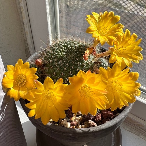 Yellow Flowering Cactus 2