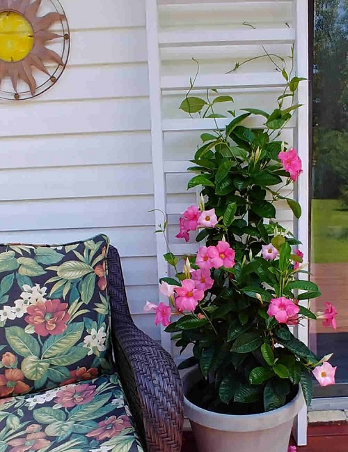 Mandevilla Trellis Ideas 49