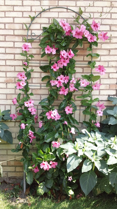 Mandevilla Trellis Ideas 52