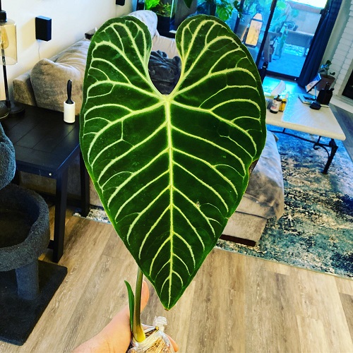 Anthurium Regale