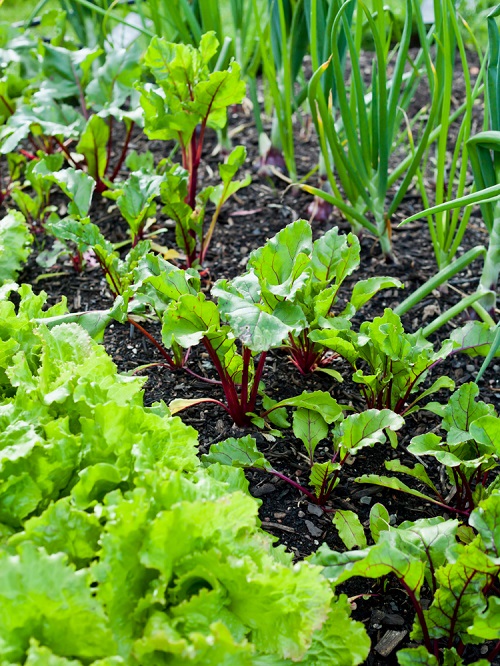 Garlic Companion Plants