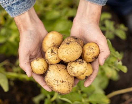 Are Potatoes Fruits or Vegetables