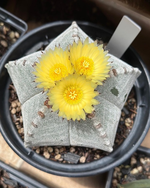 Yellow Flowering Cactus 12