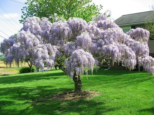 Trees With Blue Flowers 2